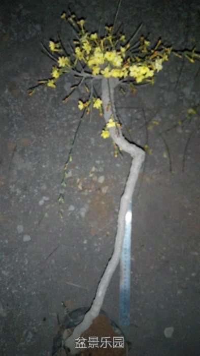 psb444.jpg