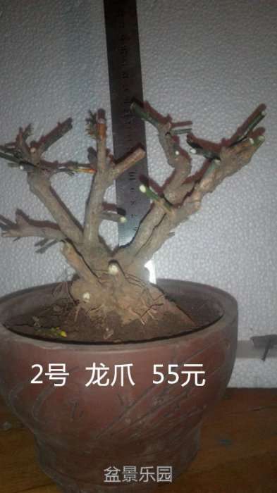 psb555.jpg