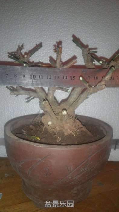 psb7777.jpg