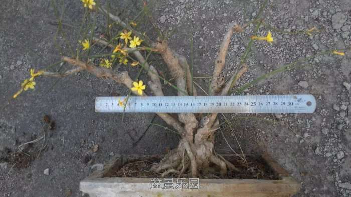 psb8888.jpg