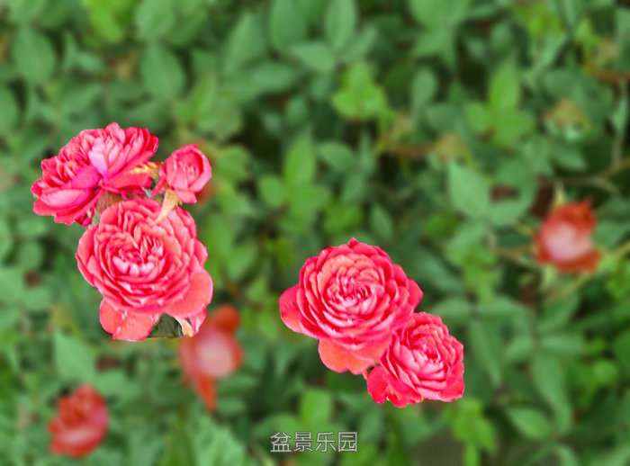 225253gg4sieb8x004imw6.jpg