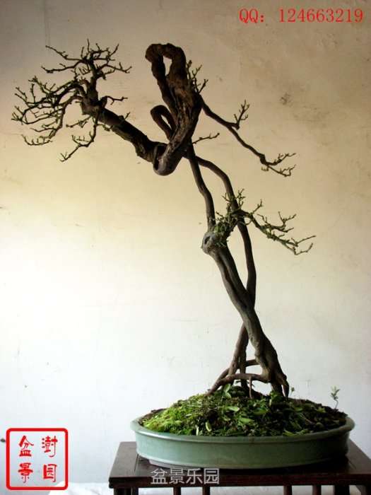 IMG_3570___.jpg