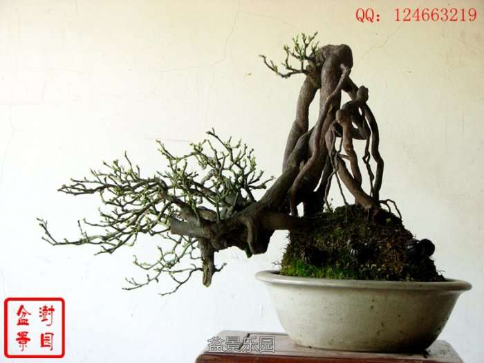 IMG_3575___.jpg