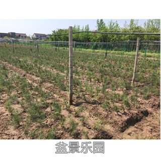 辰԰-3-800.jpg