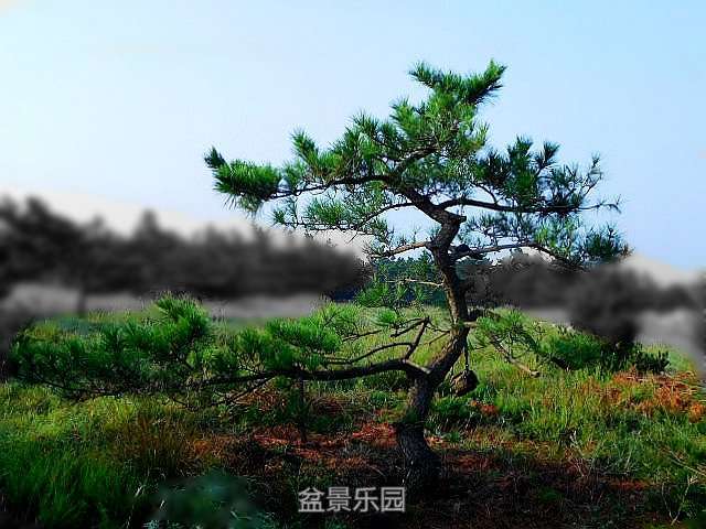 放养 078.jpg