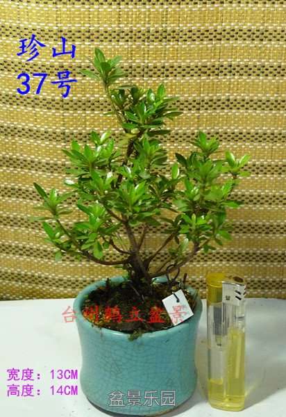 37_副本.jpg