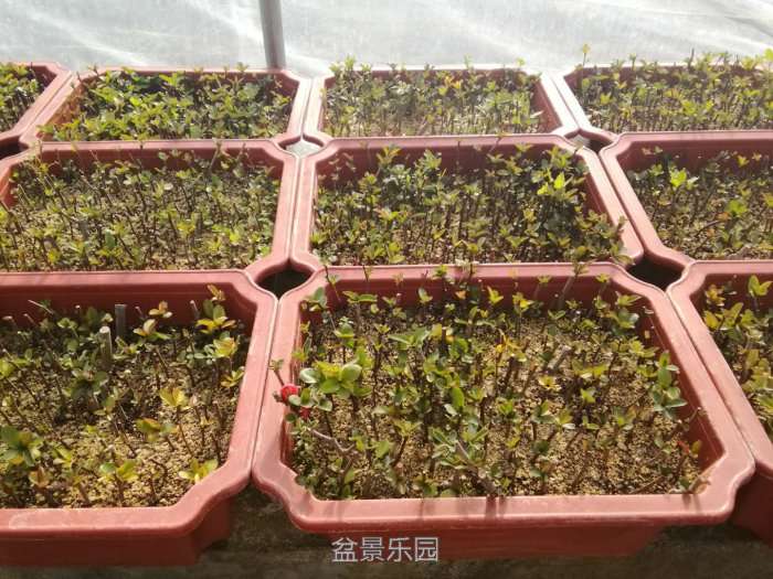 微信图片_20171218173215.jpg