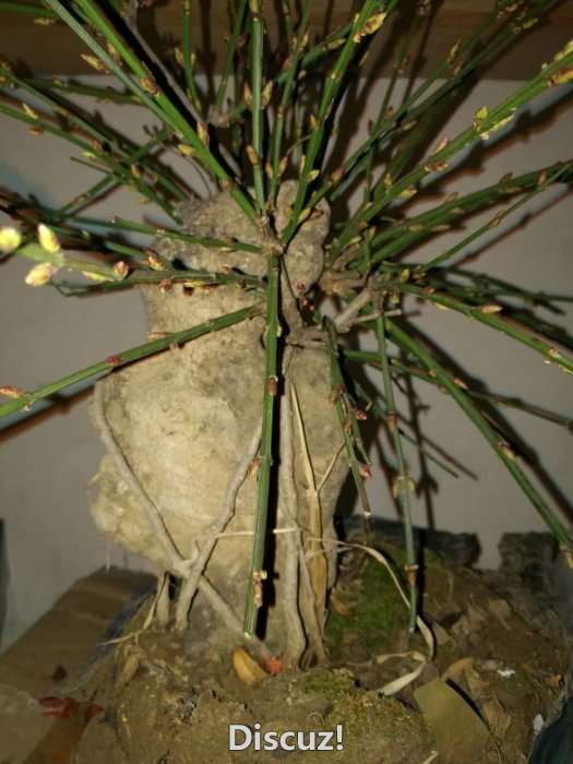 psb7.jpg