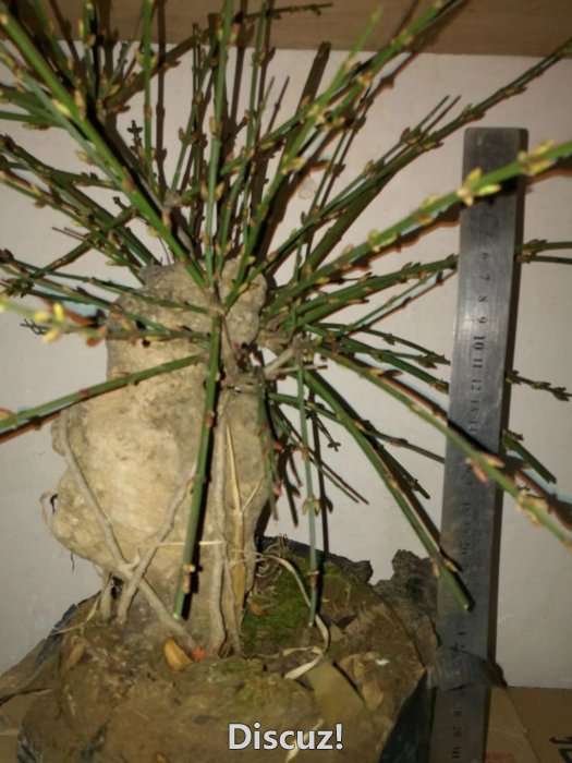 psb5.jpg