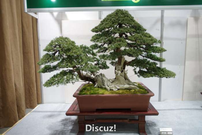IMGP8154.JPG