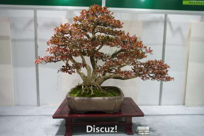 IMGP8155.JPG