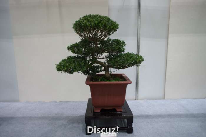 IMGP8164.JPG