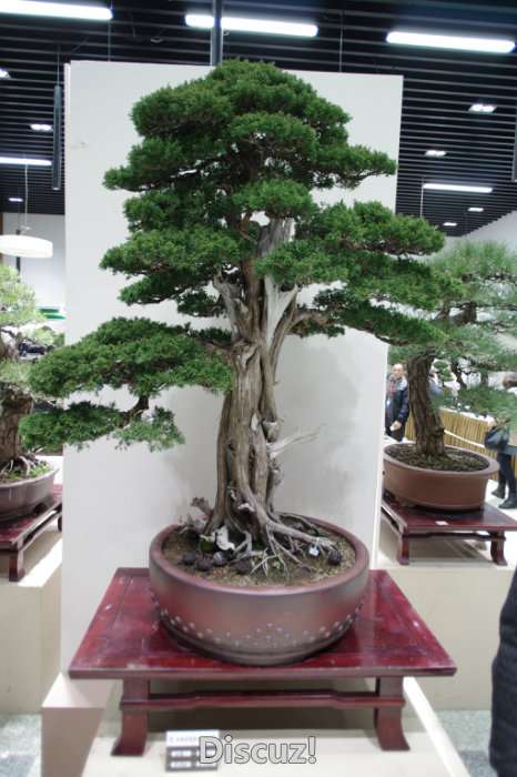 IMGP8169.JPG