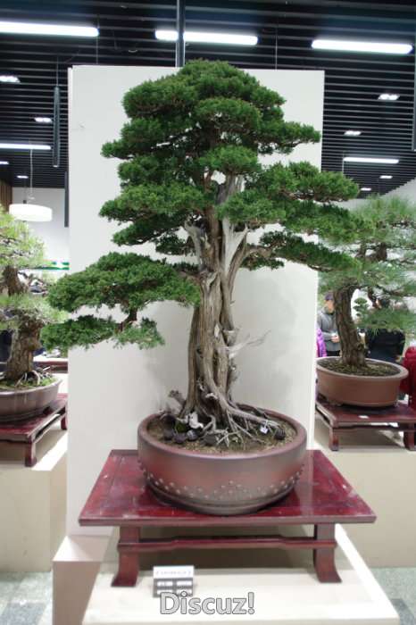IMGP8170.JPG