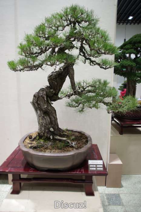 IMGP8172.JPG