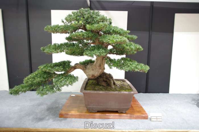 IMGP8203.JPG
