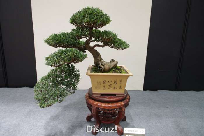 IMGP8204.JPG