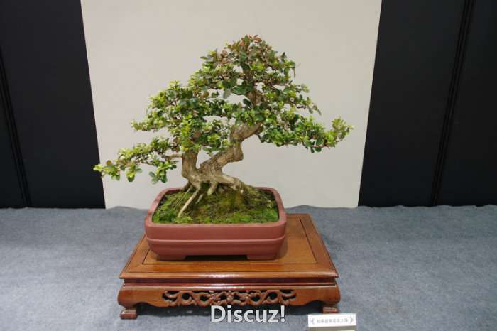 IMGP8206.JPG