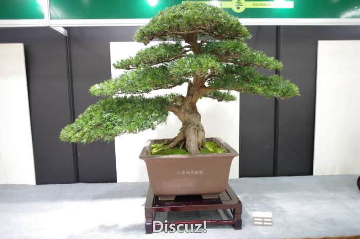 IMGP8211.JPG