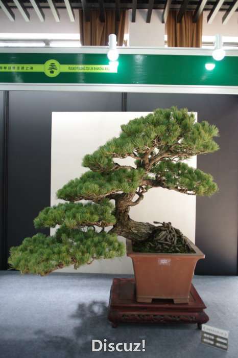 IMGP8222.JPG