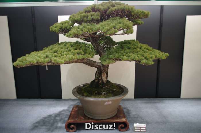IMGP8224.JPG