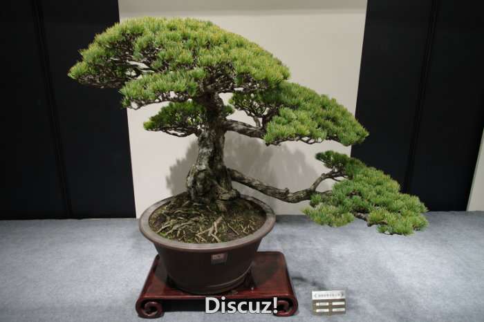 IMGP8229.JPG