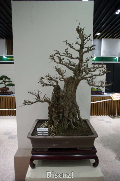 IMGP8287.JPG