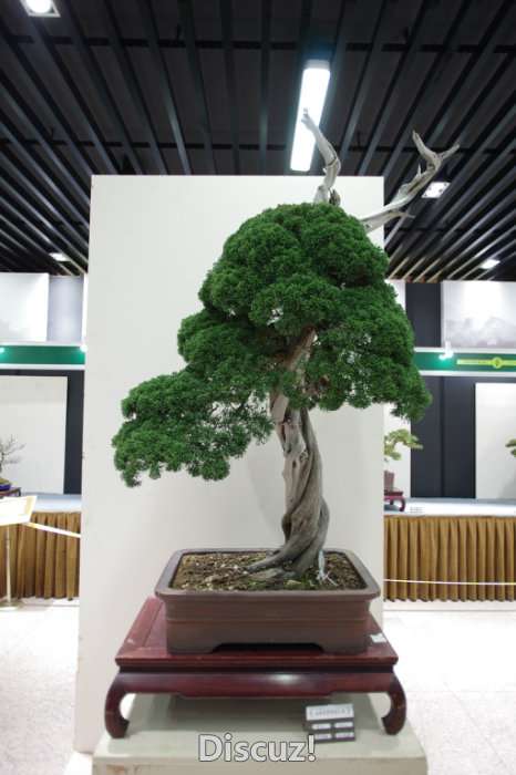 IMGP8290.JPG