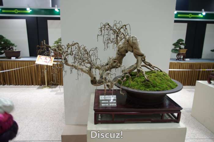 IMGP8294.JPG