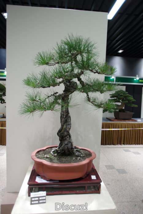 IMGP8295.JPG