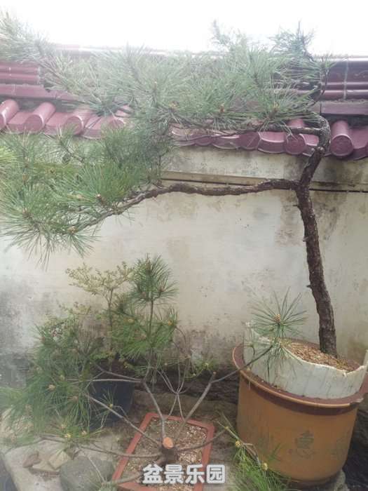 QQͼƬ20180412132626_.jpg