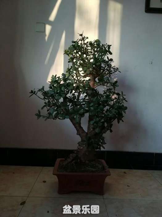 mmexport1524063462610.jpg