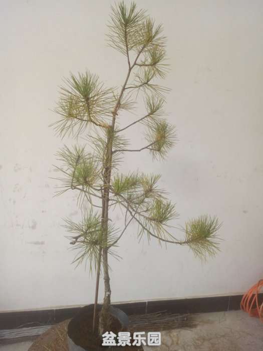 QQͼƬ20181026154226_.jpg