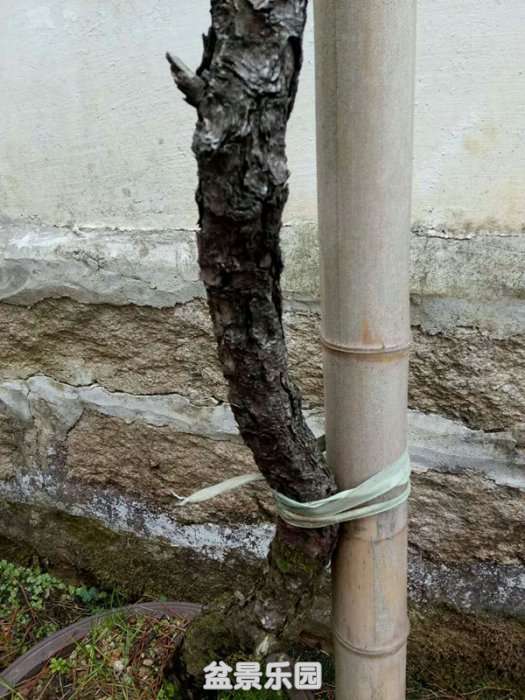 QQͼƬ20190226161625_.jpg