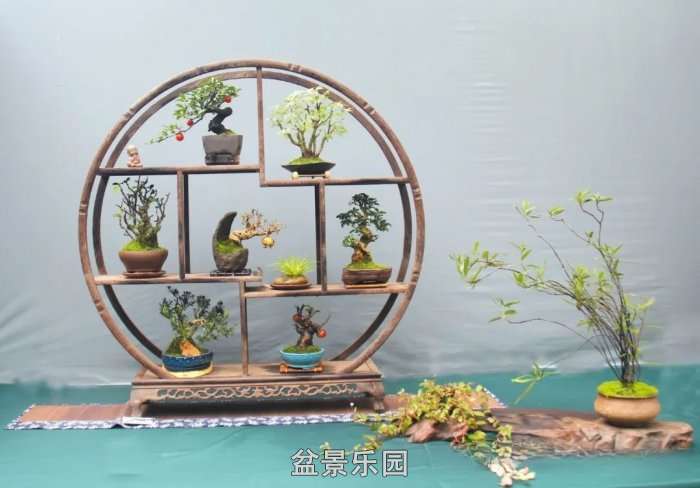 С΢辰 19