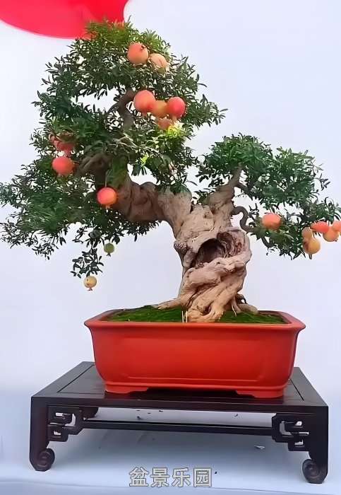 1755155541380_edit_175440066274427.jpg