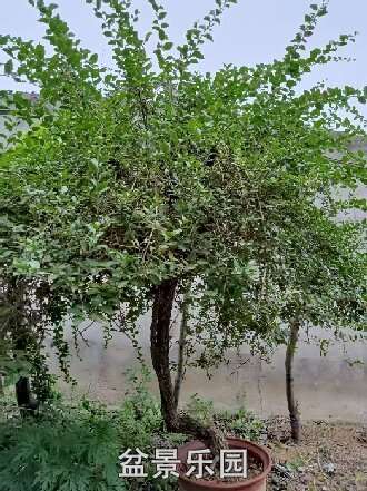 ��轵ؾ���