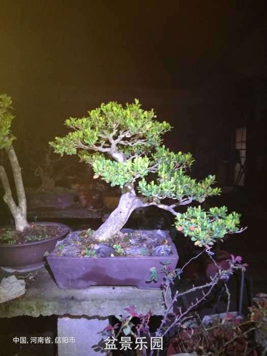 �����е�һ�Ż���