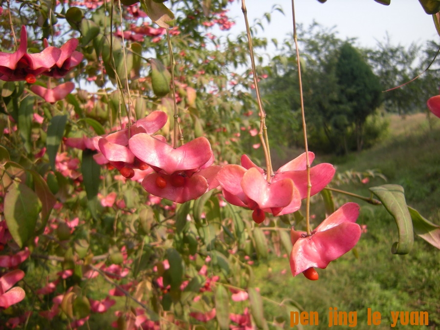 DSCN1630_缩小大小.jpg