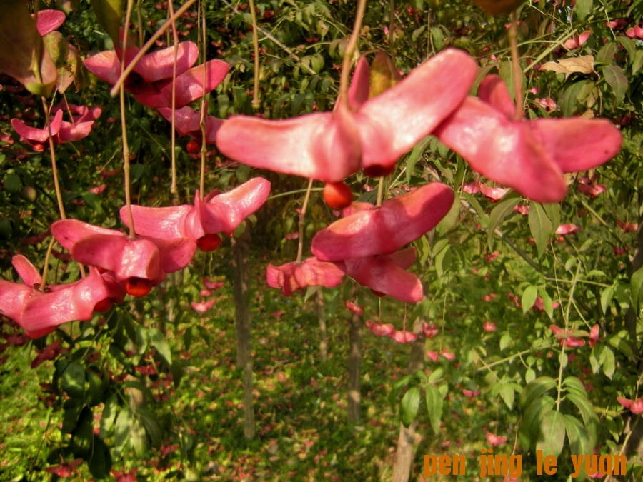DSCN1639_缩小大小.jpg