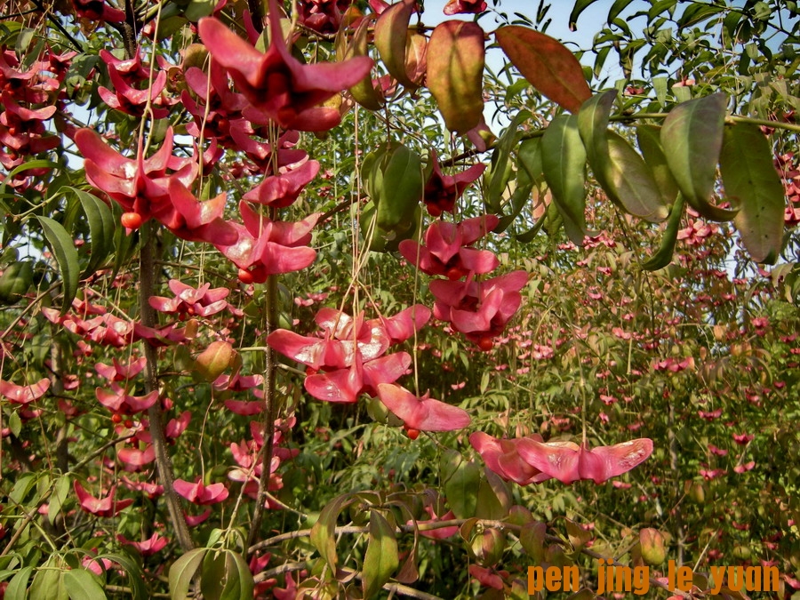 DSCN1638_缩小大小.jpg
