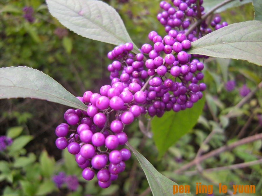 DSCN1648_СС.jpg