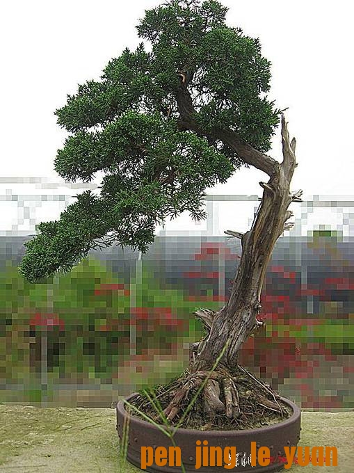 辰 037__.jpg