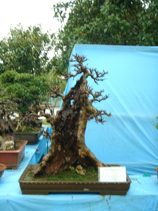 DSC02855.jpg