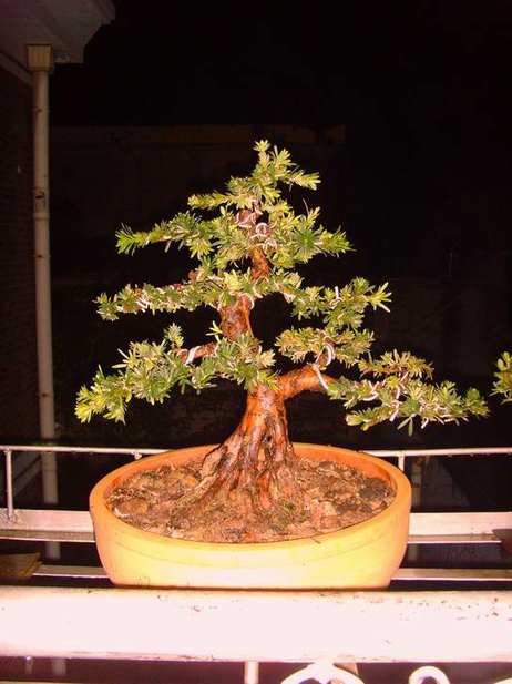 SNV36809.JPG