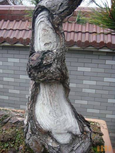 辰 (35).JPG