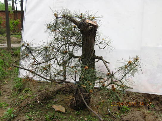 Ƭ 067.jpg