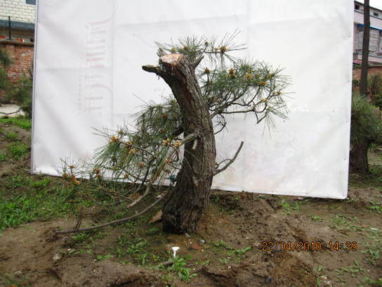Ƭ 068.jpg