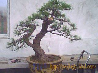 IMG0020A.jpg