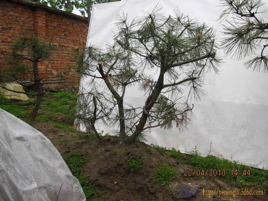 Ƭ 075.jpg